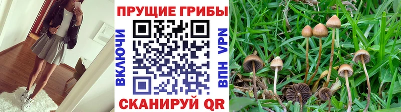 мега ссылки  купить наркотик  даркнет наркотические препараты  Псилоцибиновые грибы мицелий  Гулькевичи 